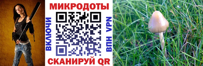 где найти Шебекино Псилоцибиновые грибы мухоморы